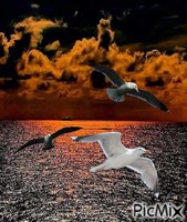 seagull - GIF animasi gratis