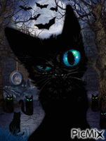 Black Cats Animated GIF