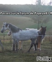 Popeye81 forum - GIF animé gratuit