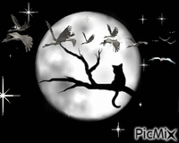Noche de luna llena - GIF animado gratis