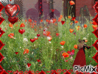 Amour et coquelicots Animated GIF