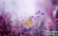 Purple with butterflies Animated GIF