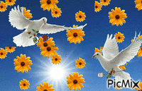 porumbei - Bezmaksas animēts GIF