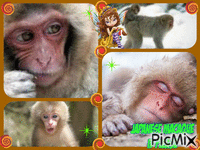 j macaque - GIF animado grátis