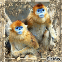 Monkeys-contest - Free animated GIF