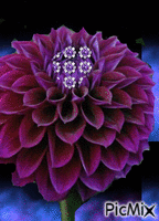 purple - Darmowy animowany GIF