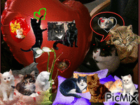 petit chat - 免费动画 GIF