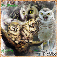 The wonder of spring. Owls - Free animated GIF