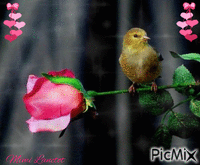 oiseau et rose