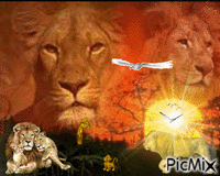 Lions and birds GIF animé
