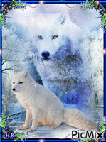 Artic fox and a wolf. - GIF animé gratuit