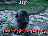 c mon chien no copie - GIF animate gratis