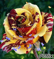 rózsa - Gratis animeret GIF
