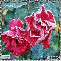 PicMix - GIF animé gratuit