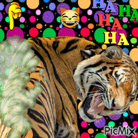 Laughing Farting Tiger - GIF เคลื่อนไหวฟรี