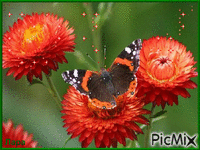 Бабочка на цветке. - Бесплатни анимирани ГИФ