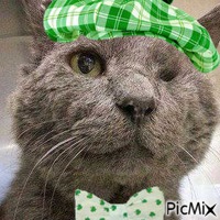 ST PADDY'S DAY NORRY アニメーションGIF