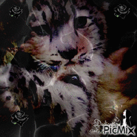 tigre et loup - Безплатен анимиран GIF