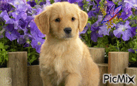 golden pup GIF animé