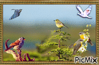 Les oiseaux animēts GIF