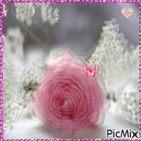 Růže - Gratis geanimeerde GIF