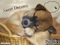 Sweet dreams GIF animé