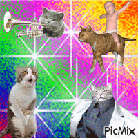 Funny cats animovaný GIF