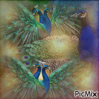Peacock art - GIF animé gratuit