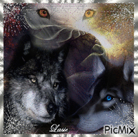 concours Loups