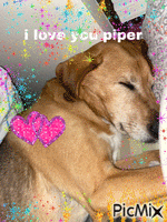 piper dawg - Free animated GIF