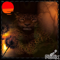 The Beauty of a Tiger - Бесплатный анимированный гифка
