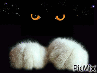 Gato en la oscuridad - Бесплатный анимированный гифка