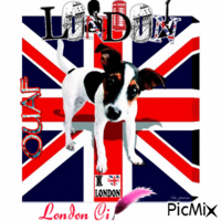london dog GIF animé