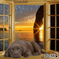 chiens - Free animated GIF