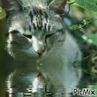 Amazing cat animovaný GIF