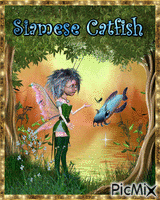 Siamese catfish - GIF animasi gratis