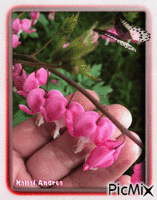 Az én kis kertem szépsége. - Darmowy animowany GIF