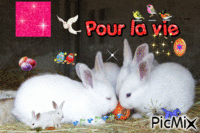 2 lapins - GIF animado gratis