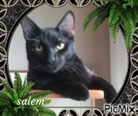 cat ( my cat salem) - GIF animé gratuit