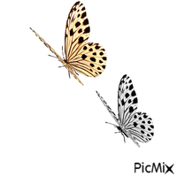 fjärilar - GIF เคลื่อนไหวฟรี
