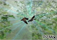 madár animēts GIF