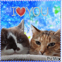 I love you cats 🐈 GIF animé