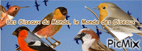 oiseaux du monde 01 - Ingyenes animált GIF
