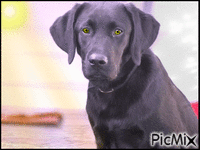 Amazing dog GIF animata