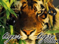tigre GIF animé