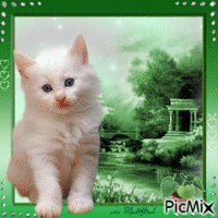 petit chaton animovaný GIF