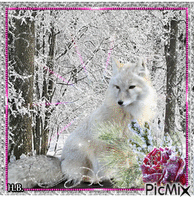 Arctic fox. - Animovaný GIF zadarmo