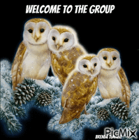 winter welcome owl