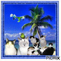 my cats - Free animated GIF