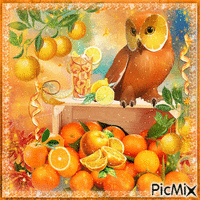 orange owl